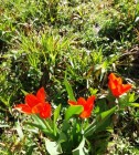Blumen