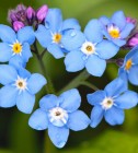 Blume234